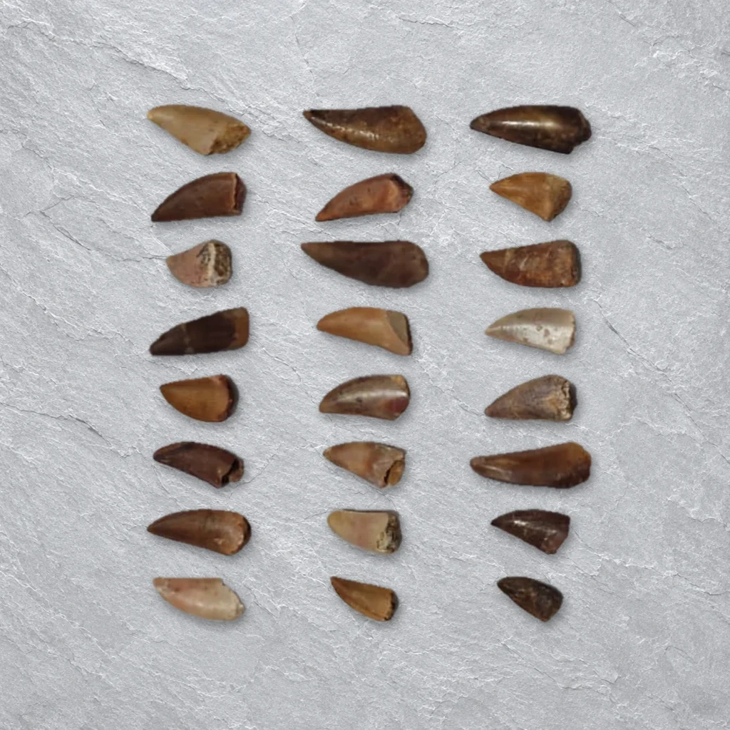 Raptor Teeth 3–5.5 cm, Morocco – real Kem Kem theropod (raptor) teeth – similar-size teeth from one wholesale tray