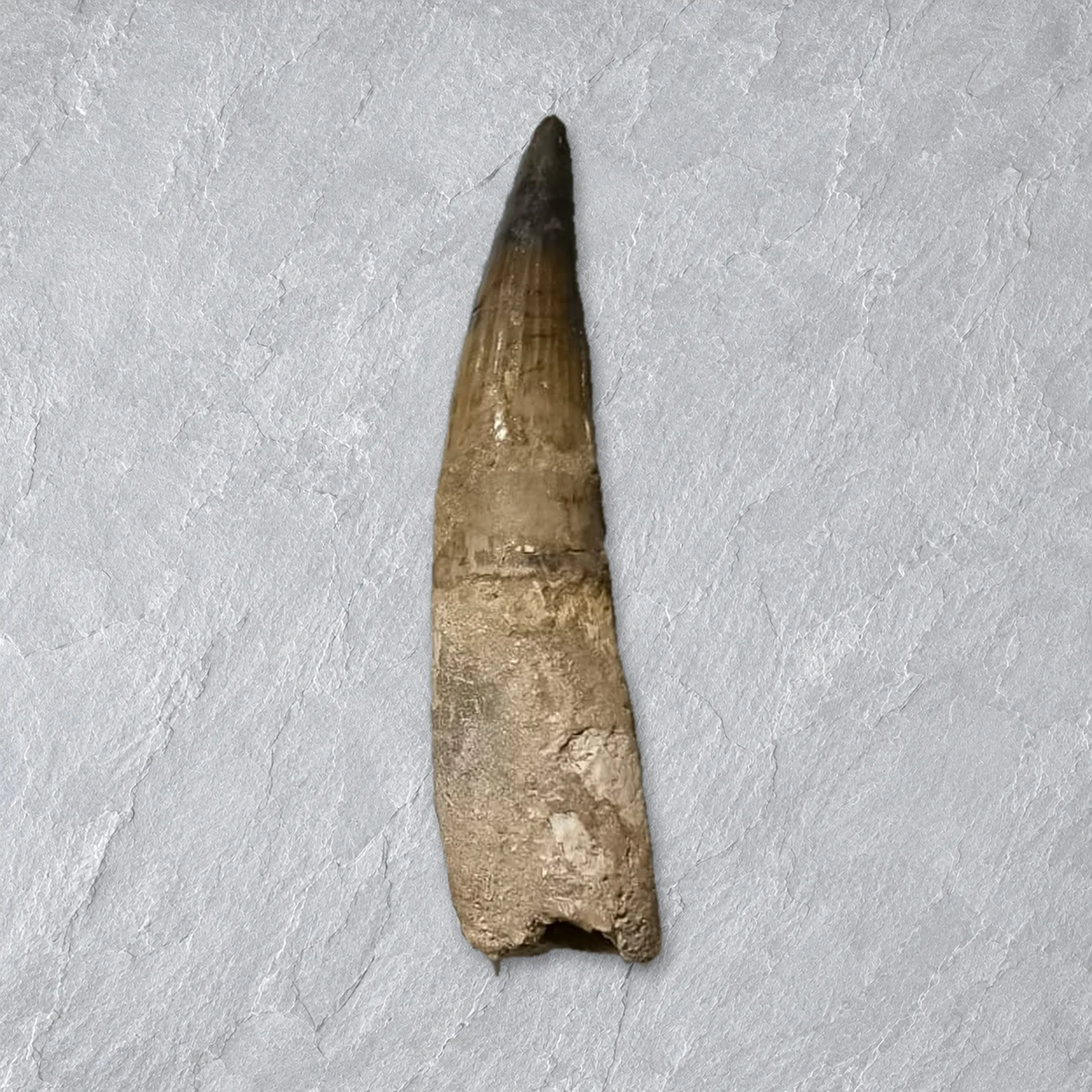 Spinosaurus Teeth, Morocco – close-up of one real Spinosaurus tooth