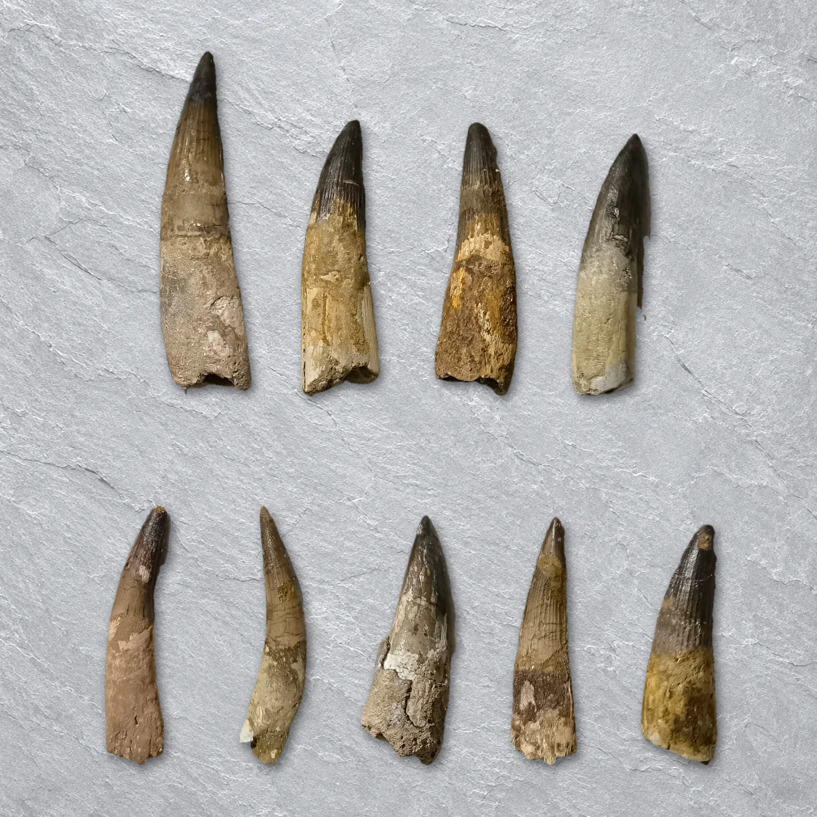 Spinosaurus Teeth, Morocco – every tooth of the tray grouped big, medium and small