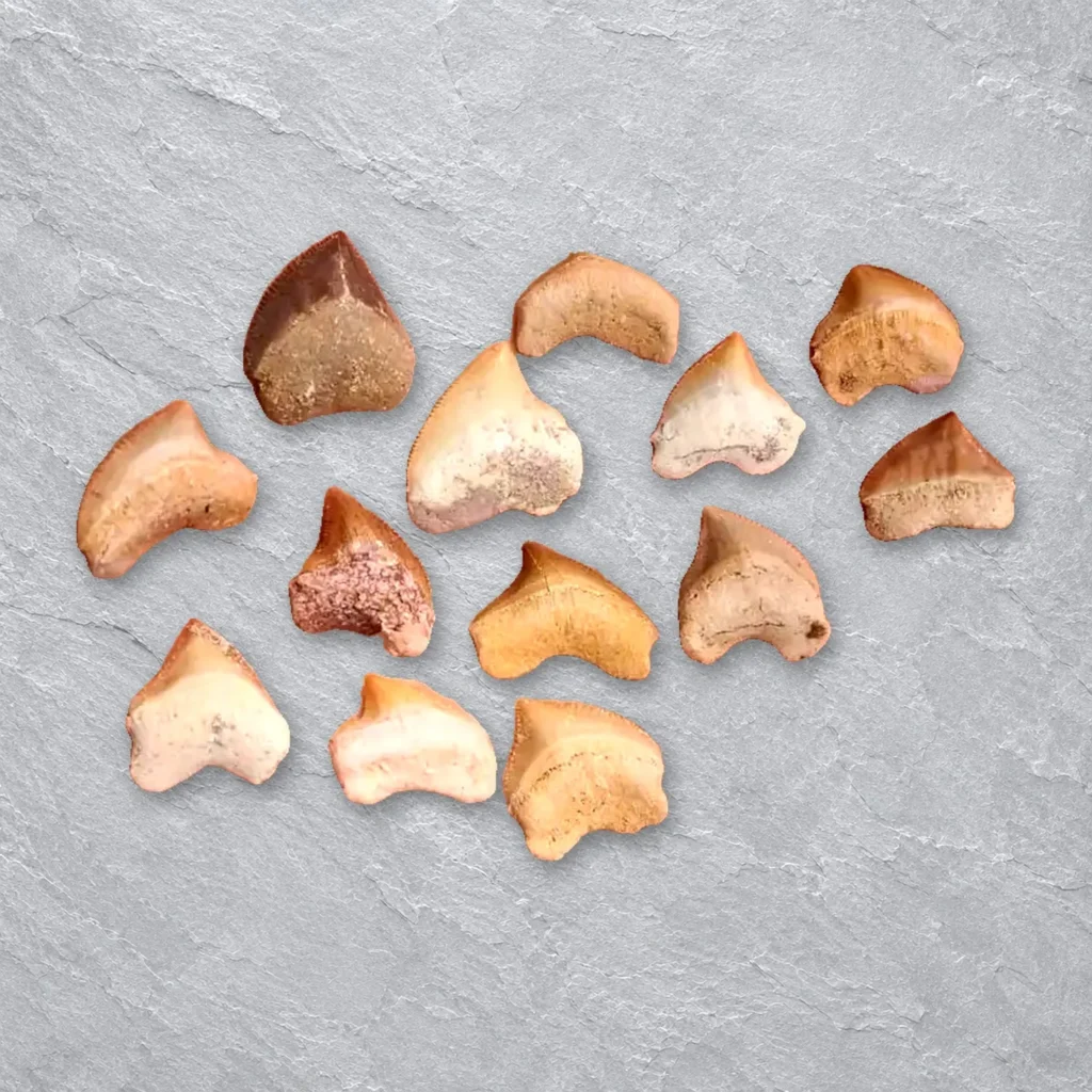Squalicorax Crow Shark Teeth – real wholesale lot photographed by the supplier