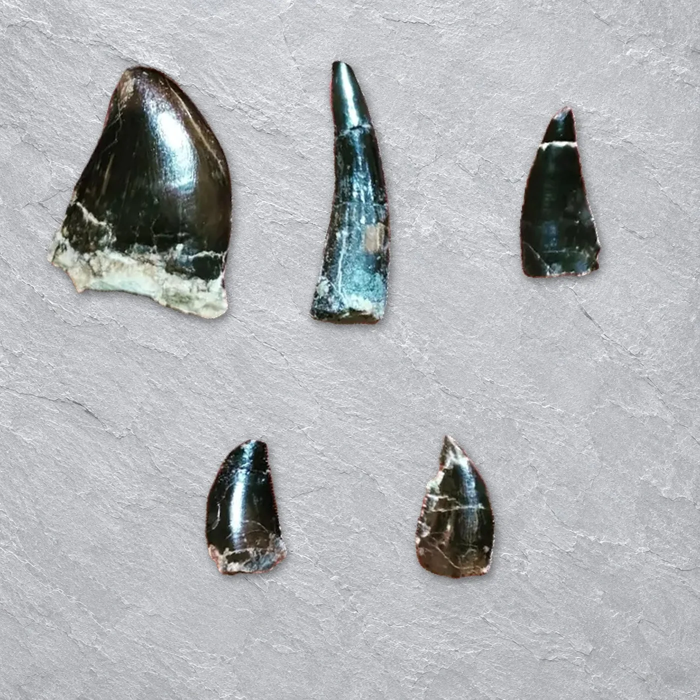 Theropod Teeth Assortment (Talsint) – selection of real teeth from this stock, arranged for the photo