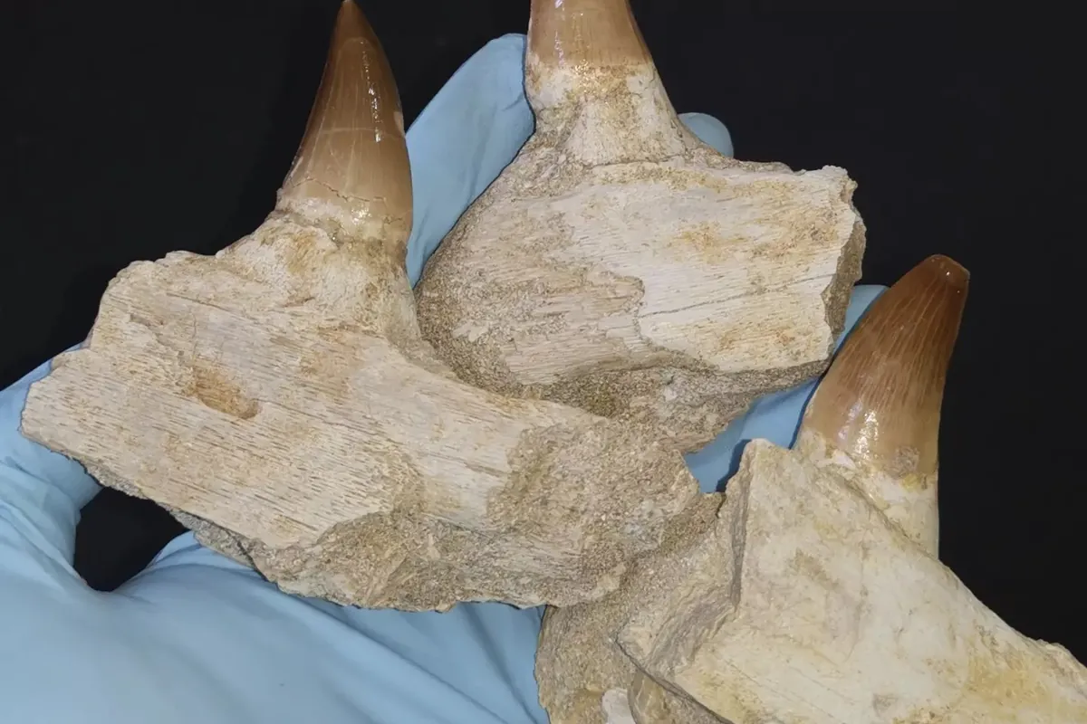 Real mosasaur teeth still set in phosphate jaw matrix from Morocco