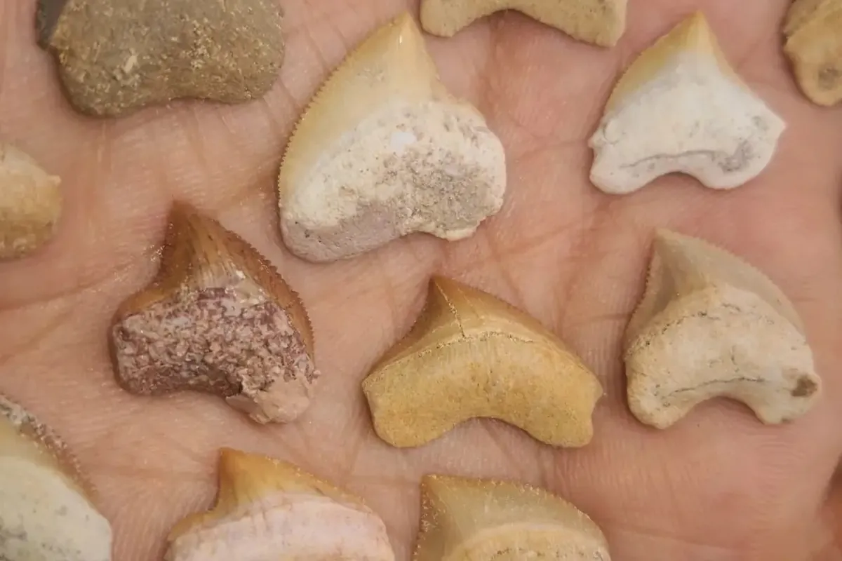 Real Squalicorax crow shark teeth from Morocco in hand for scale