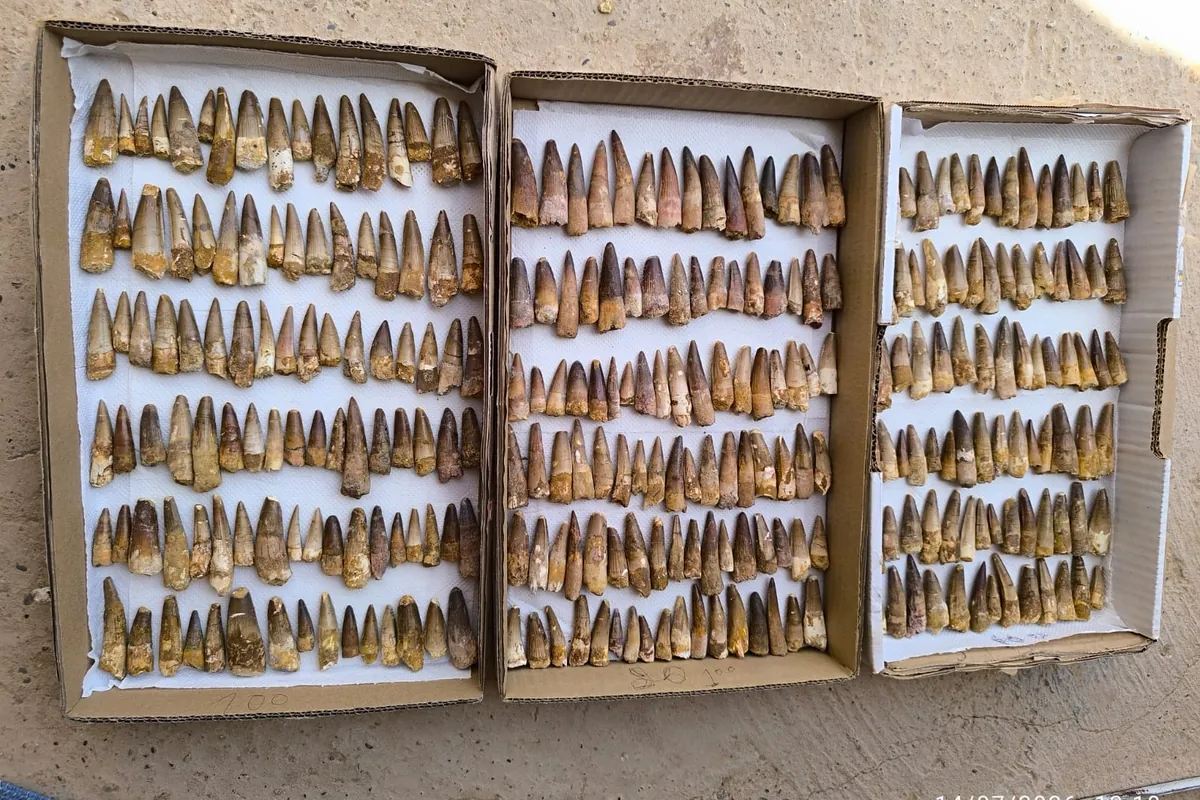 Wholesale flats of real Spinosaurus teeth from Morocco ready for export